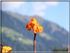 foto Giardini Trauttmansdorff - Boschi del Mondo